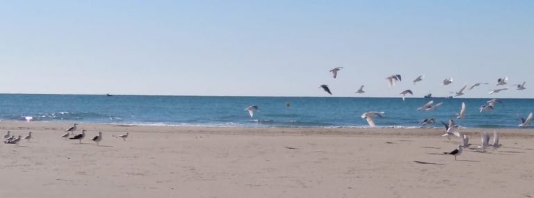 Platja Les Gavines
